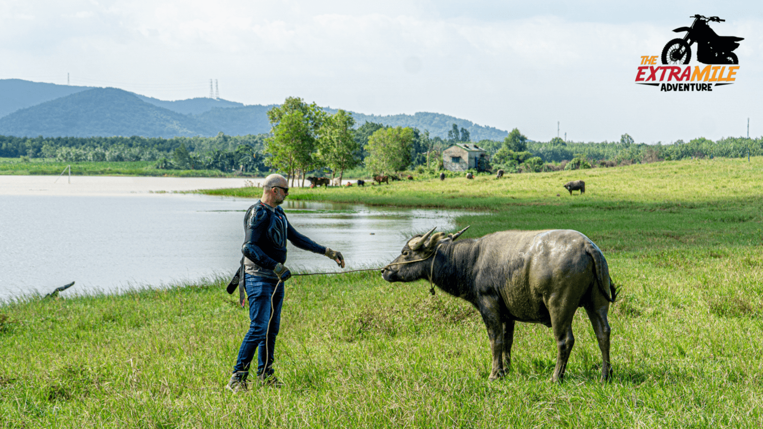 113 - CENTER - Quang Binh - buffalo encounter with tourist near lake and grass green field The Extra Mile Adventure Motorbike Tours Vietnam