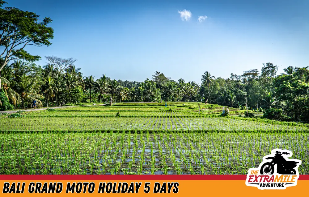 Indonesia - Bali - Bali Grand Moto Holiday 5 days - The Extra Mile Adventure Motorbike Tours (5)